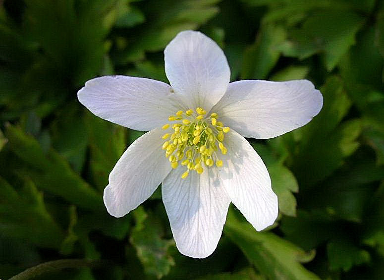 Anemonoides nemorosa / Anemone bianca